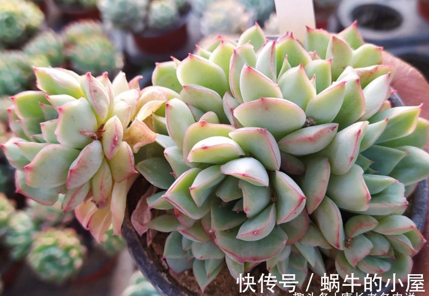 养肉路上处处坑,加州女王居然是这种多肉,不了解就掉坑里了