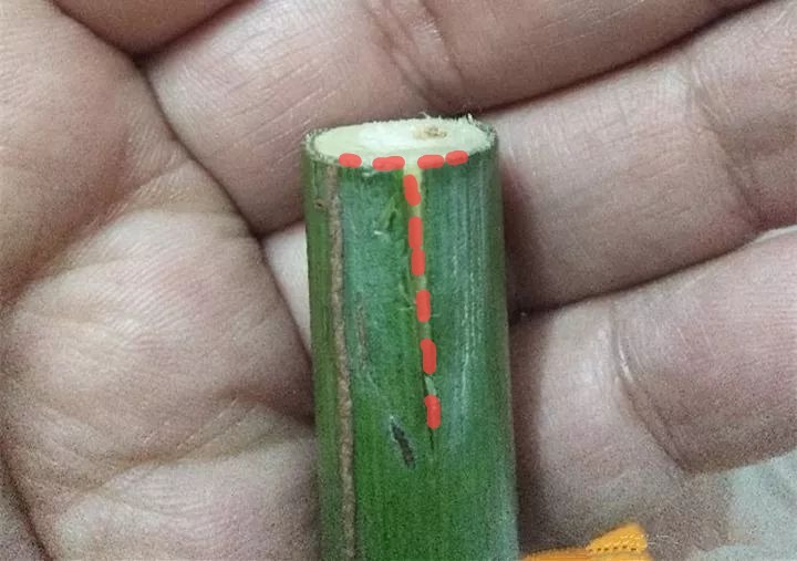 嫁接|嫁接达人,玉树嫁接长寿上,花友直呼内行!