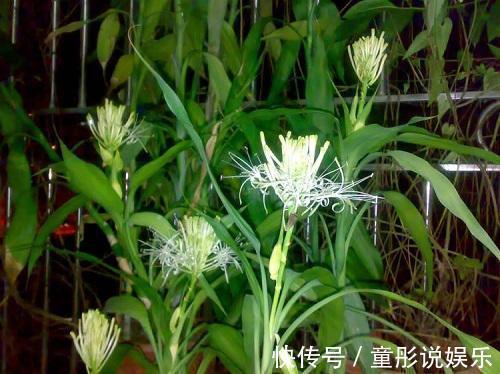 发财树|都误以为这6种绿植不开花，殊不知开花给人惊喜感，养护有技巧