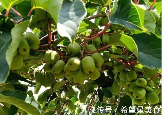 好吃|软枣果树种上两棵，好养易活，比普通水果好吃，营养多，市场好！