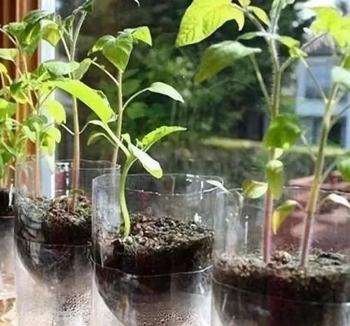 别再看不上塑料瓶,学会这些妙招,它堪当“养花神器”