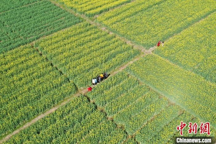 航拍江西吉水千亩油菜花盛开 吸引游客踏春来