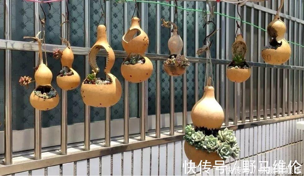 el多肉的花样养法,7种花盆全是自己造的,省钱又好用!