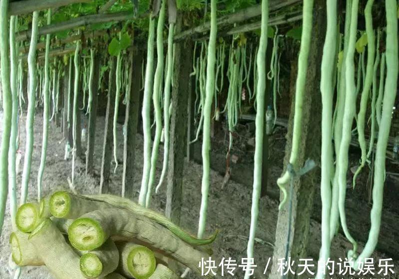 维生素c|秋分过后记得给孩子吃7种“冠军”食物,每一口都是满满的营养