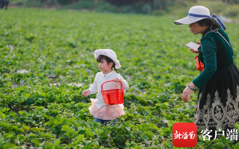 春节假期海口农庄迎客忙 市民游客尽享田园采摘乐|原创组图 | 初五