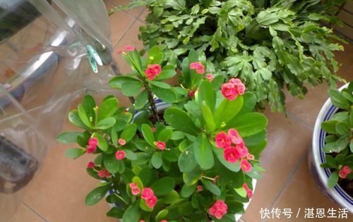 养护|2种漂亮花,花开艳丽,好看又好养,人人见了都夸美