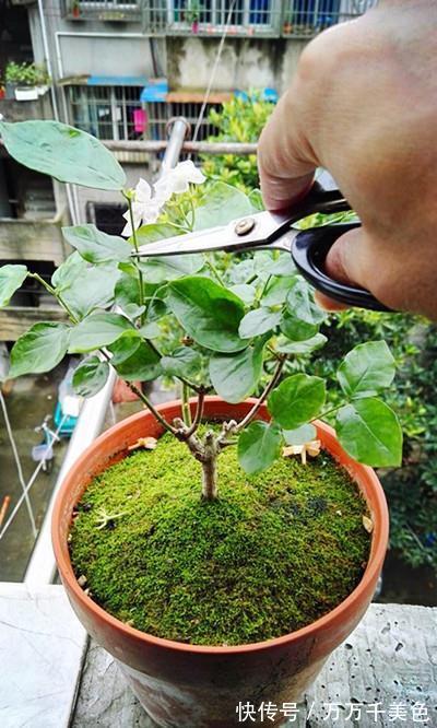 知识|茉莉基本的养护知识你知道多少,也难怪你养不好茉莉