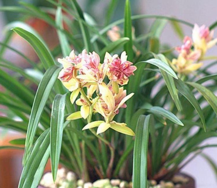 长春花喜光|4种花生命力超顽强,给点水就疯长,开花爆盆很简单