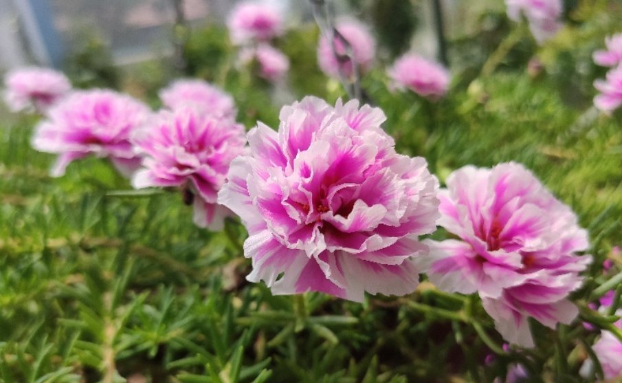 多肉植物|8种常见的花夏季就得“狠劲晒”，越晒长得越旺，越晒越容易开花