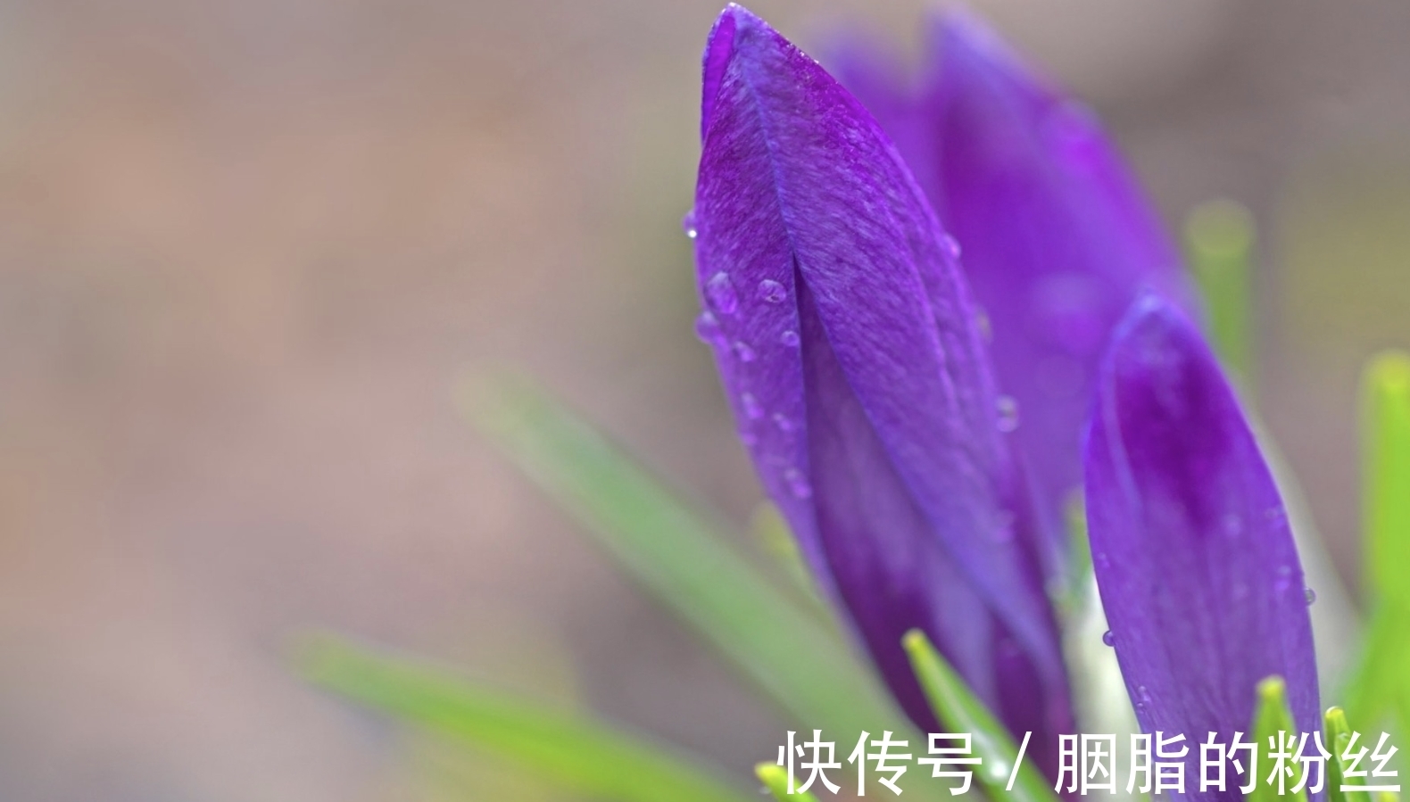 光芒万丈|8月，事业顺遂，光芒万丈，喜不自胜，丰收在望的3生肖