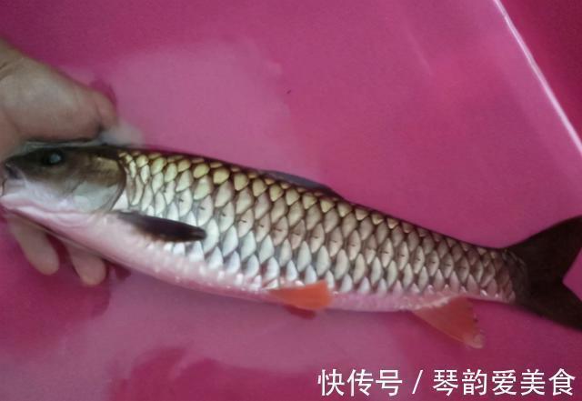 水质|常被年轻人误认成草鱼,殊不知是“淡水之王”,运气好才能钓到