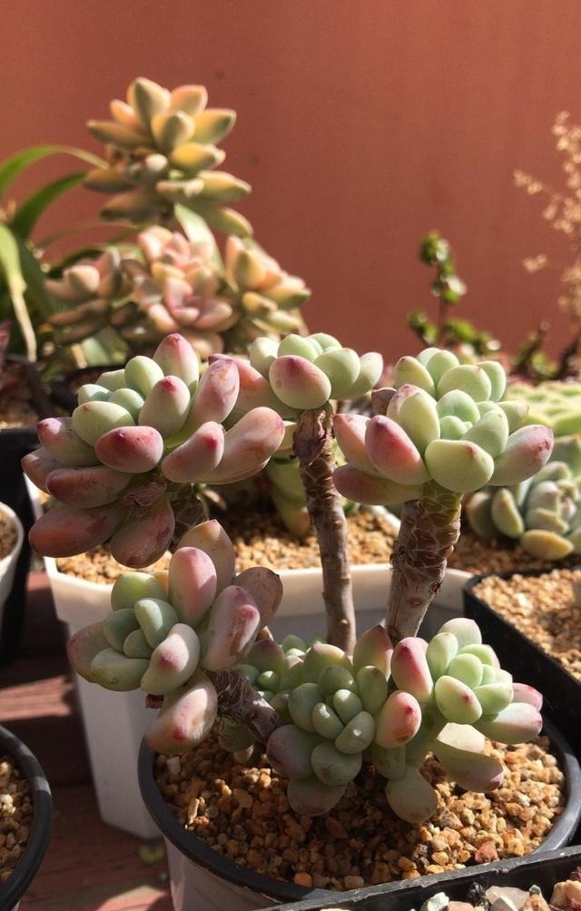 羞红|秋风轻吻,多肉,羞红了脸颊