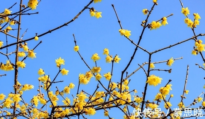 腊梅能扦插吗?成活率提高秘籍