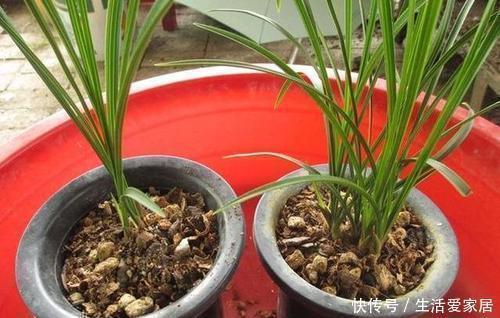 花生壳|家家都有的垃圾，用来养花，不黄叶、不烂根，啥花都喜欢