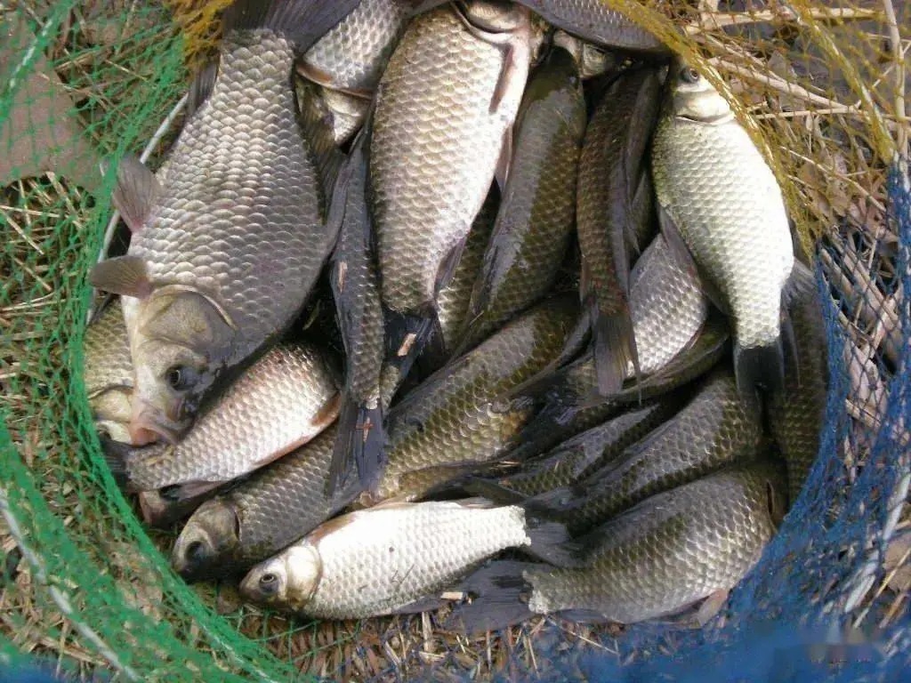 寒冬钓鲫，调钓时我们不妨这样做，雪厚三尺，漂相依然清晰