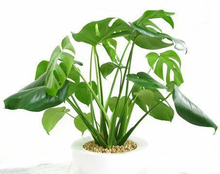 养殖|龟背竹有毒吗可以放在室内养吗，家中养殖龟背竹需要注意哪些事项