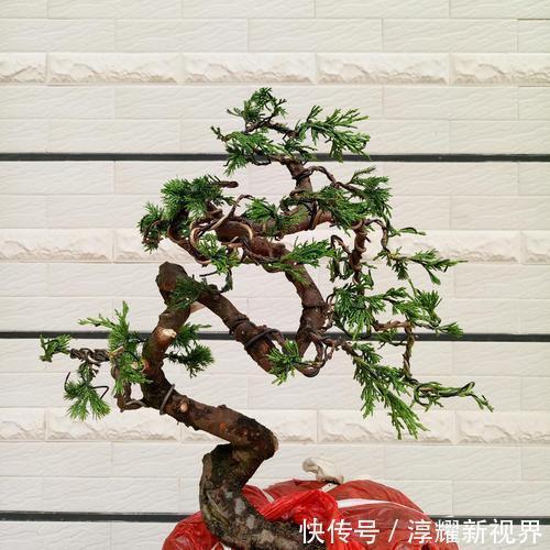 树皮|树桩盆景怎么提升价值试试促老催古,看上去古老苍劲