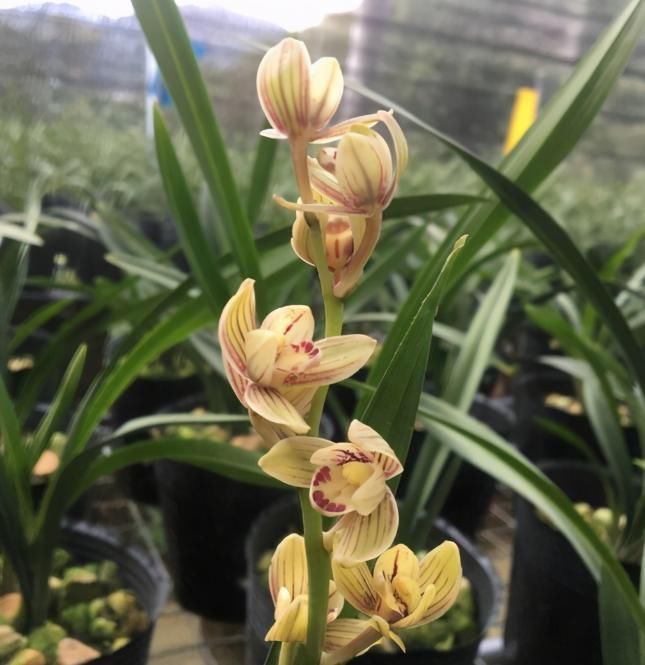 以“香味”著名的兰花,正格荷瓣,花香四溢,易芽易花,四季开花