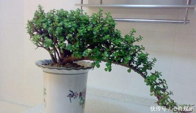 快速|想养盆景就选“它”,一根“小枝条”,变成大“盆景”,只需一年