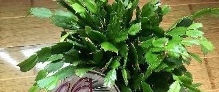 虫害|养花杀菌水,7天给花喝一勺,不黄叶、不长虫,新叶蹭蹭长