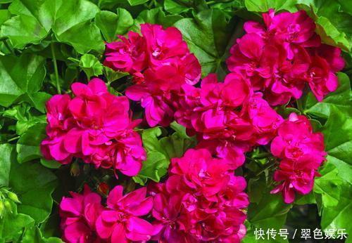 冬天养天竺葵,了解掌握4个要点,开出层叠群花!