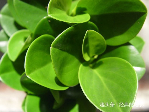 此花是净化空气的不二之选,十分的小巧别致,被誉为公正之花
