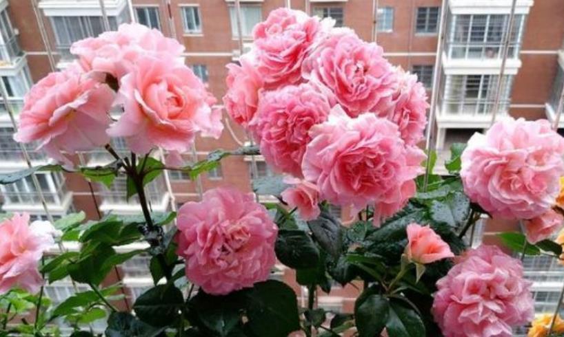 4种花是花中劳模,一年四季开花不断,不易生病好养护