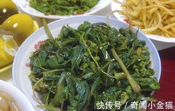 苦菜性|农村这种杂草,城里当野菜,我们却不知价值珍贵,现有人抢着种