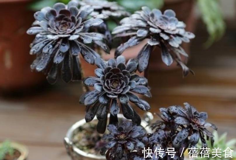 养多肉黑法师，掌握4个要点，叶片光泽长势好，养成群生手捧花