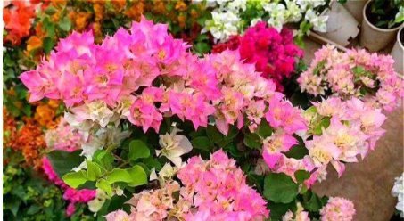 长寿花|7月逛花市,我只买这7种花,耐38℃高温,花期长达240天,好看好