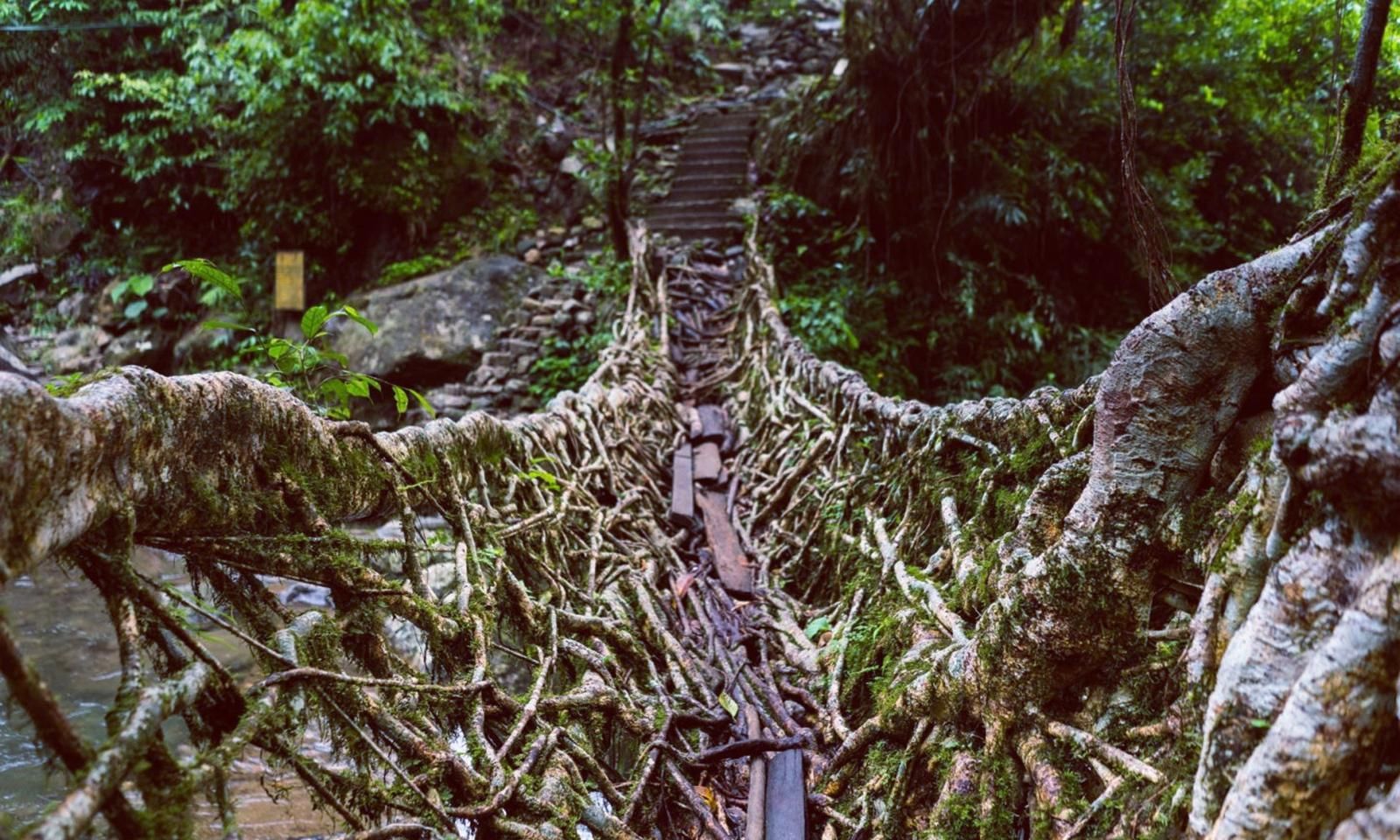 当地人|印度当地人，用树种了一座桥，500年间越变坚固