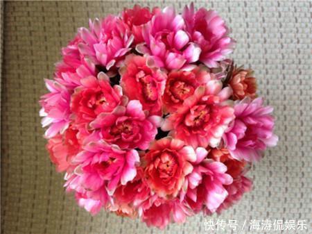 阳台上|60岁的他,退休只养仙人球,10个品种,开花比月季还漂亮