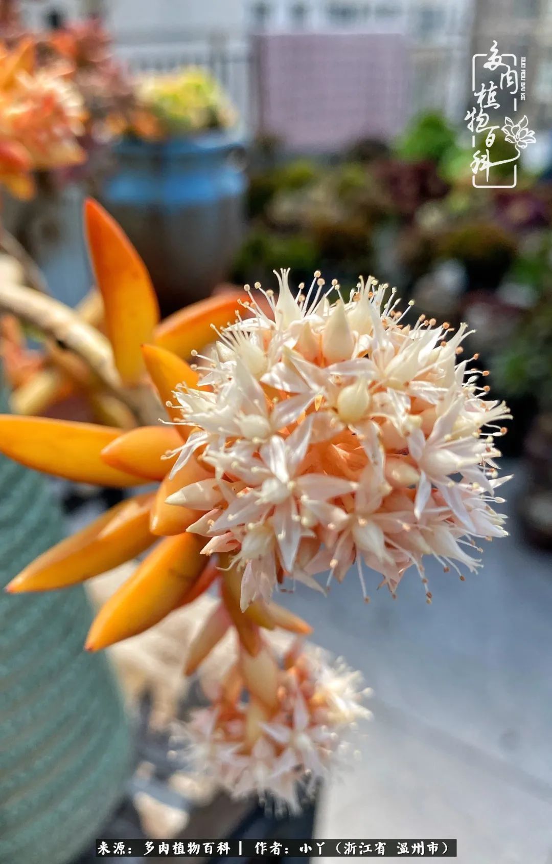 祖上无院家里无矿,一腔浪漫情怀付诸楼顶造花!