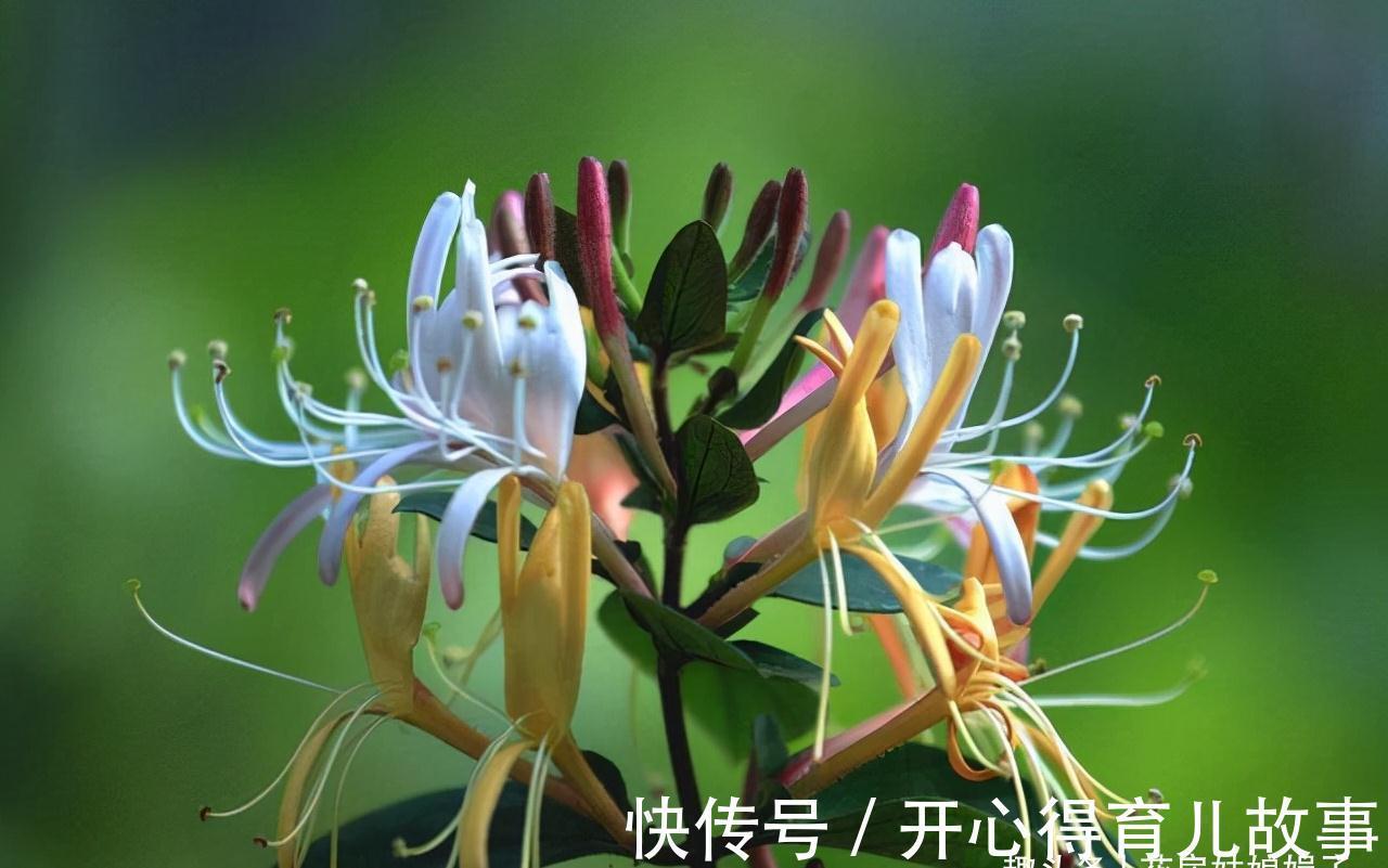 这八种花卉的香味堪比“香水”,阳台上栽一盆,花香就能飘满屋