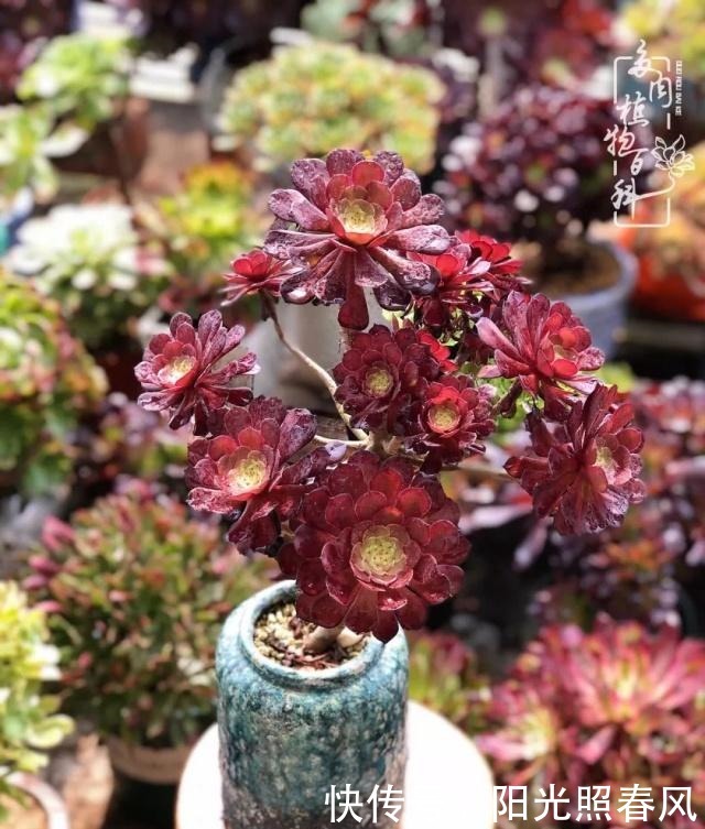 多肉法师欣赏在最美法师季,法师丛中一定住着小天使!