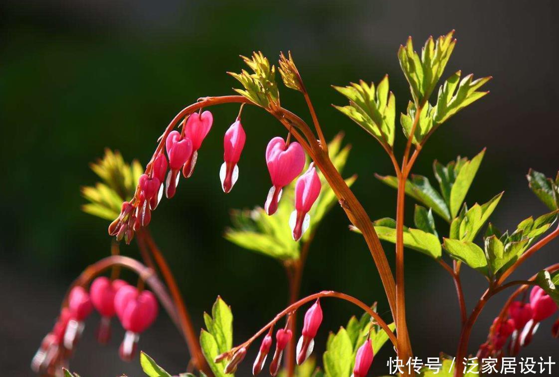  春季|一种不一样的牡丹花，盆栽皮实好养，年年春季挂满粉色“小荷包”