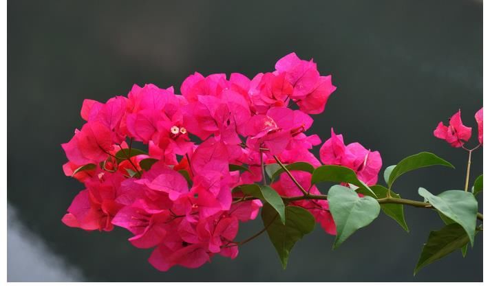 三角梅|不管你喜不喜欢花草,这几种花你是一定要养的,因为又便宜又好看