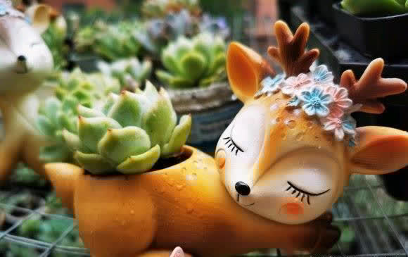 网购多肉不发根,半死不活,重新修理根系,拿到水里泡一泡