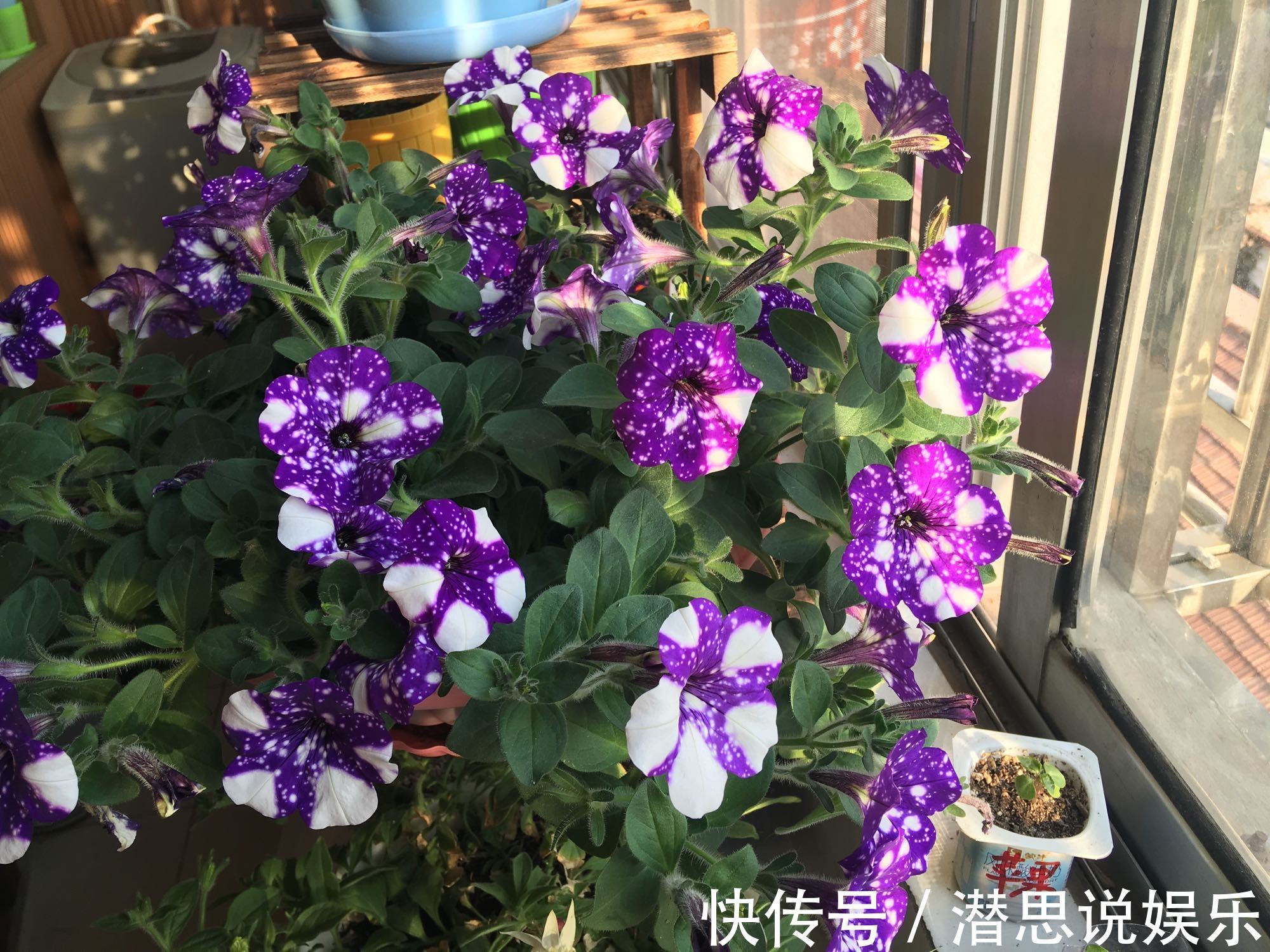 最美矮牵牛花—星空,花色梦幻美丽,周年开花不停,植株低矮好养