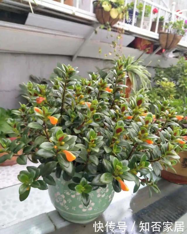 叶片|养花技巧：折腾不死的25种花，咋养都爆盆，懒人最适合