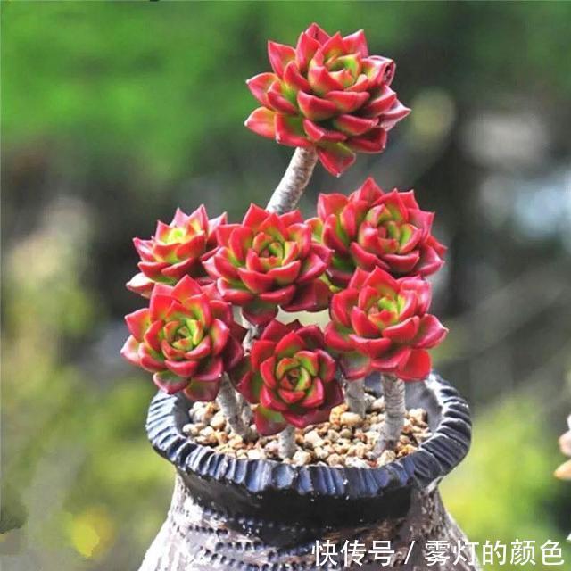8款红色系多肉,阳台载几盆,家里红火又喜庆