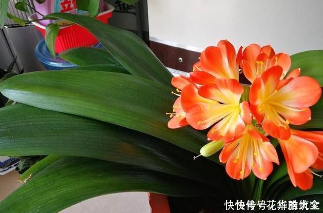 养君子兰用这个小妙招,开花多、新叶多、不夹箭,叶子绿的发光