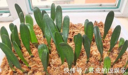 君子兰怎么发根，老花农教你三招，简单方便实用