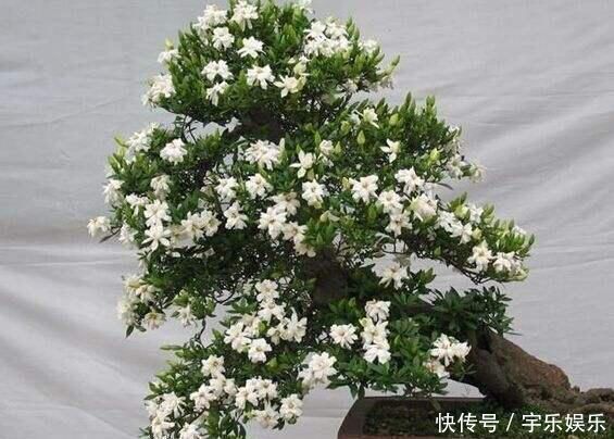 茜草科|养“栀子花”,注意1个小细节,不黄叶、不掉苞,油绿茂盛开花多