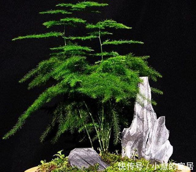 叶子|还在为文竹叶子发黄掉落了而苦恼吗?找准原因一招搞定