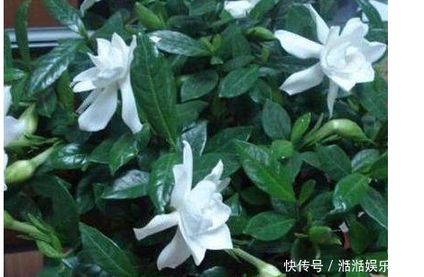 硫酸亚铁|栀子花茉莉花就爱“这一口”，20天用一回，花朵洁白压满枝