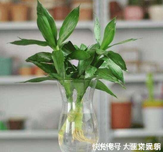 药片|4种药片过期了不要扔,养花用一片,杀菌消毒、防黄化、促生根