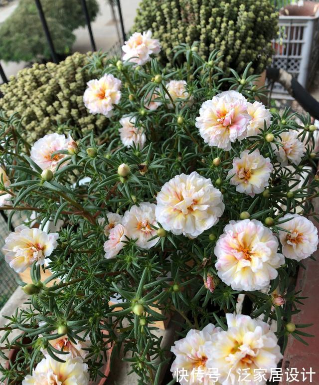 庭院|易泛滥的三种花,看起来却很“可爱”,想养考虑好,别上当