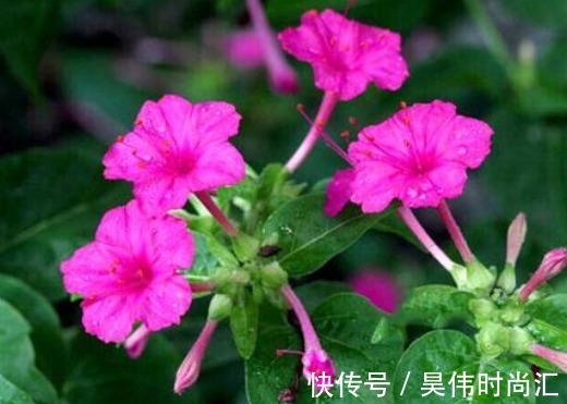 阳台上|这5款花真好养,花朵一茬接一茬,枝繁叶茂,花型独特又美观