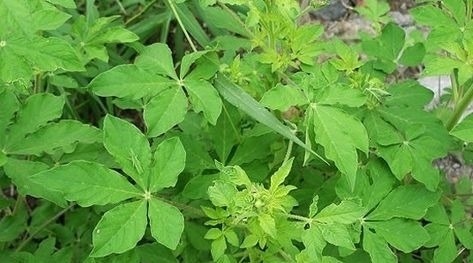 降血压|农村随处可见的野菜，降血压，补虚止咳，助消化，全家都要多吃